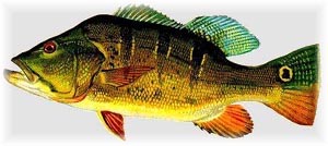 peacock bass fishing, peacock bass